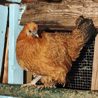 Galline