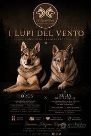 Cuccioli Cane Lupo Cecoslovacco Pedigree ENCI con