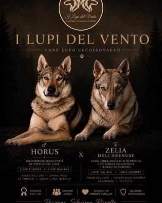 Cuccioli Cane Lupo Cecoslovacco Pedigree ENCI con