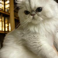 Gatto persiano blu silver con pedigree