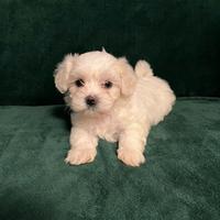 Cuccioli di maltese
