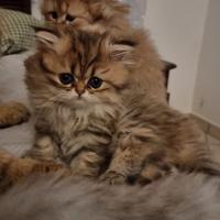 Gattini persiani
