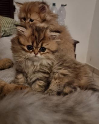 Gattini persiani