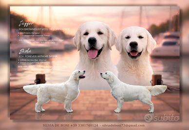 Cuccioli di Golden retriever