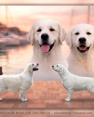 Cuccioli di Golden retriever