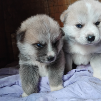 Cuccioli di akita inu femmine