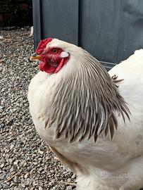 Gallo brahma