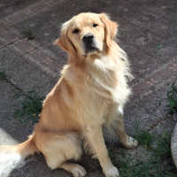 Golden Retriever per Monta