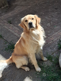 Golden Retriever per Monta