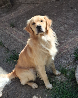 Golden Retriever per Monta