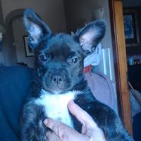 Cucciola incrocio bulldog francese