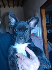 Cucciola incrocio bulldog francese