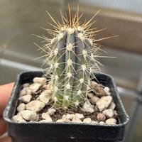 🌵Piante grasse cactus e succulente🌵