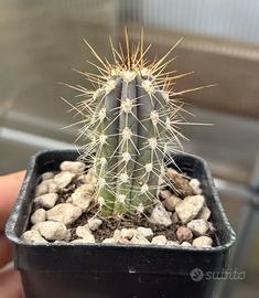 🌵Piante grasse cactus e succulente🌵