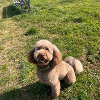 Barboncino nano X monta