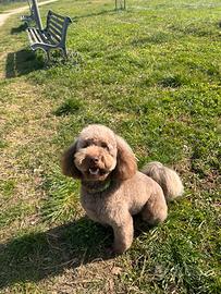 Barboncino nano X monta