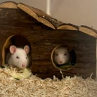 Ratti da compagnia gratis