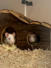 Ratti da compagnia gratis