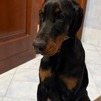 Cucciola dobermann