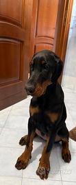 Cucciola dobermann