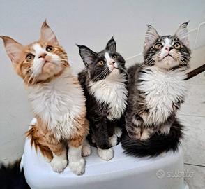 Cuccioli Maine coon
