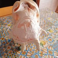 Lampada conchiglia decorata con cammeo