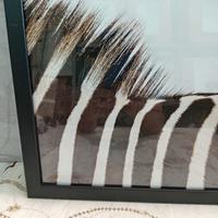 Stampa "criniera" Ikea in cornice e plexiglass 