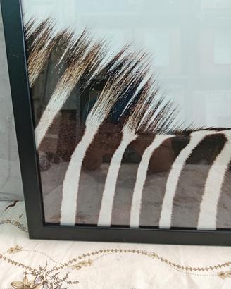 Stampa "criniera" Ikea in cornice e plexiglass 
