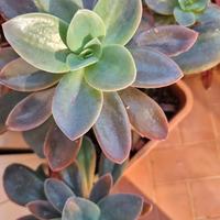 mix piante assortite succulente e tradescantia 