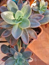 mix piante assortite succulente e tradescantia 