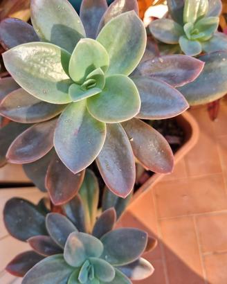 mix piante assortite succulente e tradescantia 