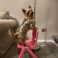 Ultimo cucciolo di Yorkshire