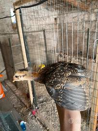 Araucana