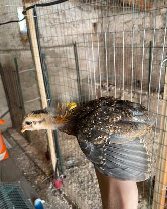 Araucana