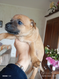 Cagnolini cercano casa