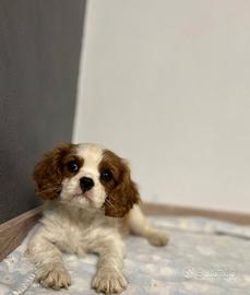 Cavalier king