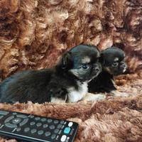 Chihuahua con pedigree Enci
