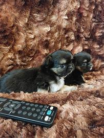 Chihuahua con pedigree Enci