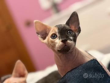 Cucciola gatto tipo Sphynx