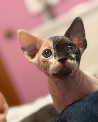 Cucciola gatto tipo Sphynx