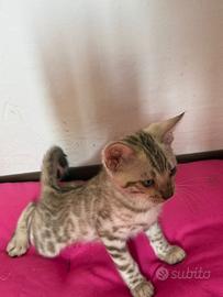 Gatti bengala