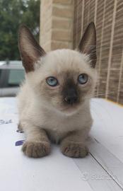 Gatto tipo siamese cucciola femmina