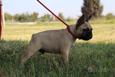 Bouldogue francese x monta