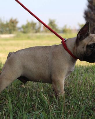 Bouldogue francese x monta