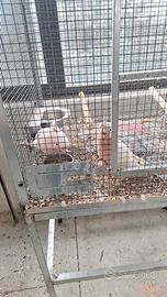 Coppia cacatua leadbeateri ed altri pappagalli