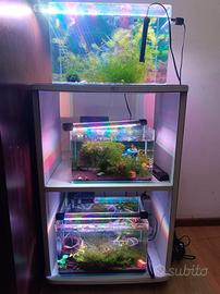 Aquario già attivi con caridine 