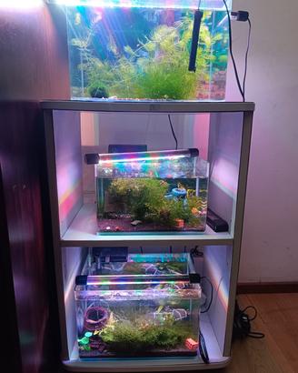 Aquario già attivi con caridine 