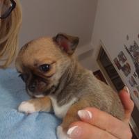 Cucciola di chihuahua