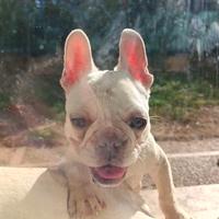 Cucciola bulldog francese