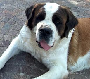 San Bernardo Femmina